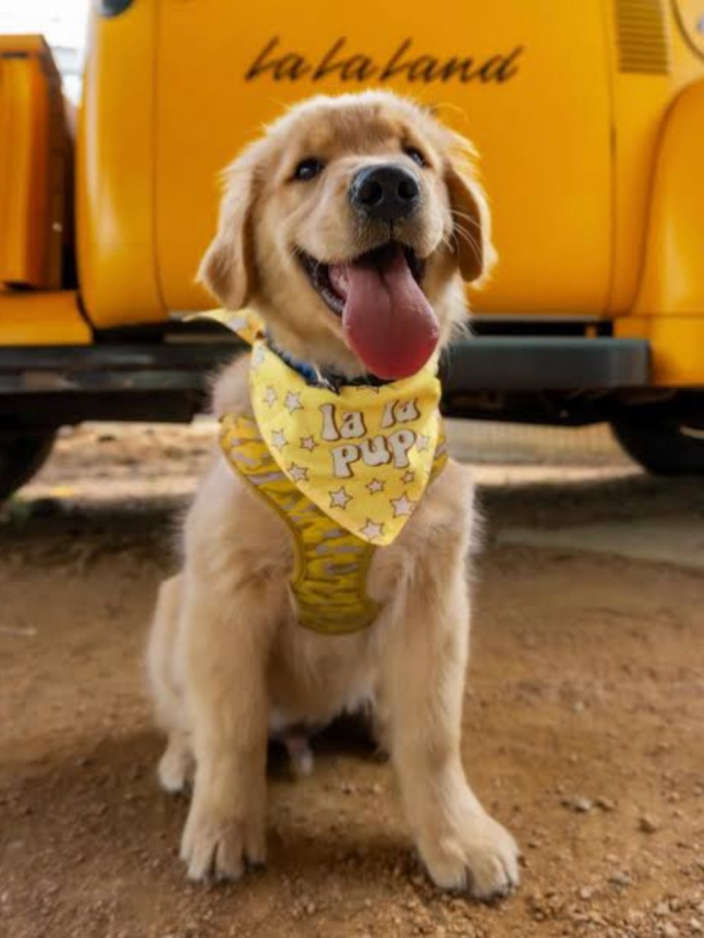 La La Land Pup Bandana